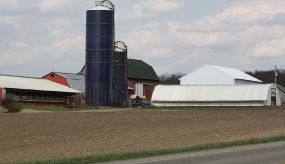 dairy