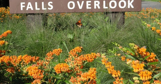 A picture of a butterfly in a field of orange flowers at the falls overlook.