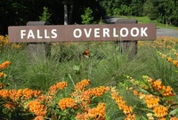 Beneficial native plants used in public places.