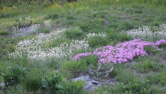 A picture of a yard with various native plants.