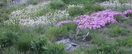 A picture of a yard with various native plants.