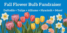 Fall Bulb Fundraiser
Daffodils + Tulips + Alliums + Hyacinth + More!