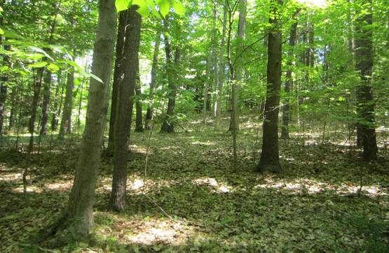 Woods walk, Yates County 9/7/14