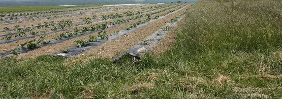 Field vegetable production