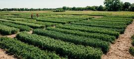 Registration is now open for the Cornell Fruit Field Day.  