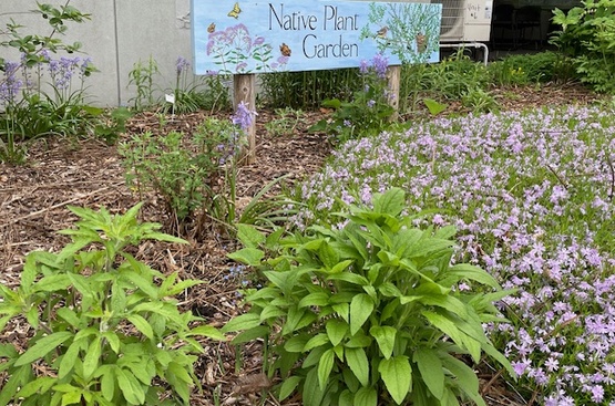 Native plant garden with hand-painted sign