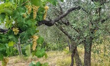 Married Grape Vines, Danilo Scenna's "Indomato" Project