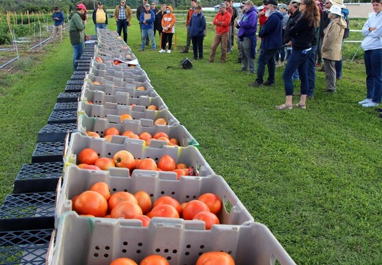Vegetable Variety Showcase
