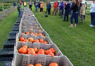 Vegetable Variety Showcase