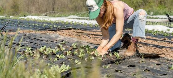 A women planting spring transplants at Pasture Song Farm in Pottstown, PA.