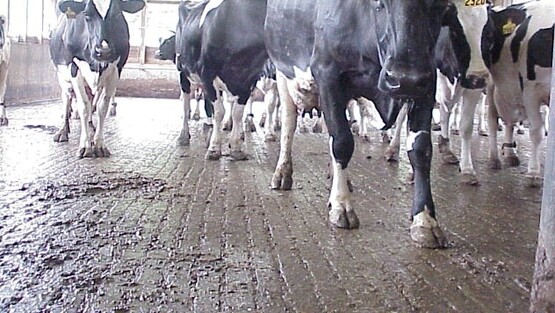 cow