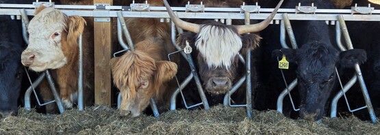 cattle headlock bunkfeeder