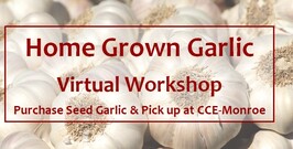 Home Grown Garlic 