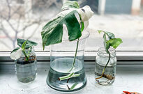 Plant Propagation