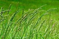 pasture
