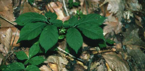 American ginseng (Panax quinquefolius) L.
