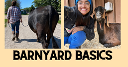 Barnyard Basics