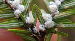 Hemlock Wooly Adelgid