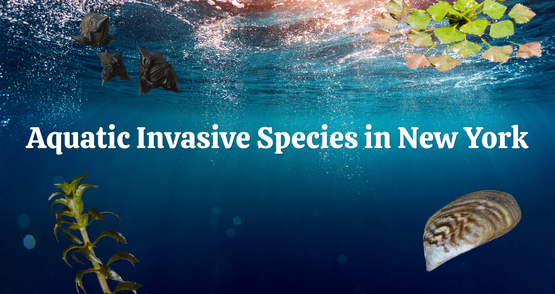 BANNER Aquatic Invasives
