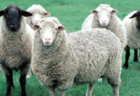 Sheep (2004) from the Cornell Sheep Program website