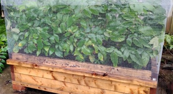 Raised bed, air pruned tree seedlings
