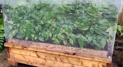 Raised bed, air pruned tree seedlings
