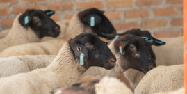 sheep