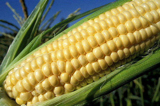 Corn