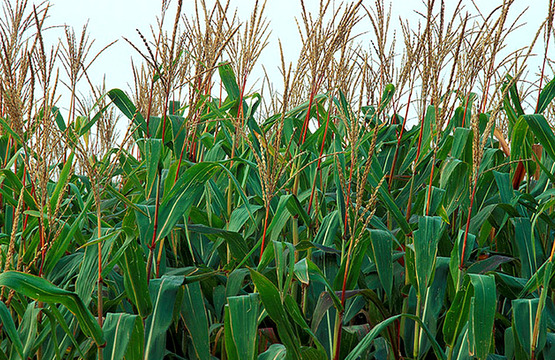 Corn tassels, USDA photo
