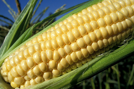 Corn