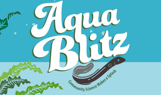 Aqua Blitz Header