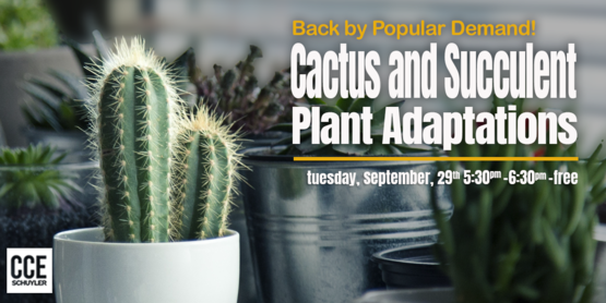 Cactus Banner