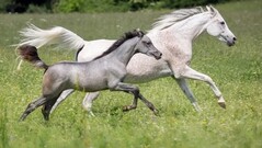 Horse Workshop 