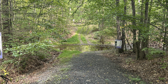 Stream in a forest