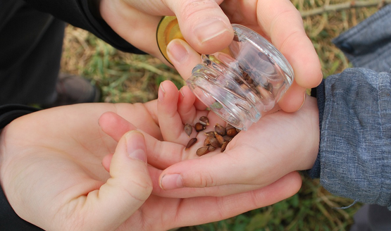 Seed Saving Pic