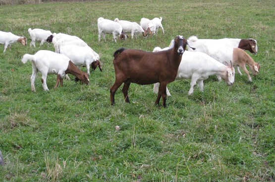 small ruminants (sheep or goat);  (past class with Audrey Reith) goats in field IMG_0025