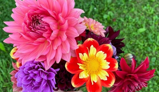 Learn how to prepare dahlias for winter with tips on digging, dividing, and storing tubers for a successful return next season. 