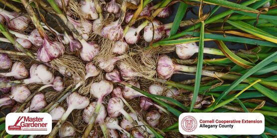 garlic banner