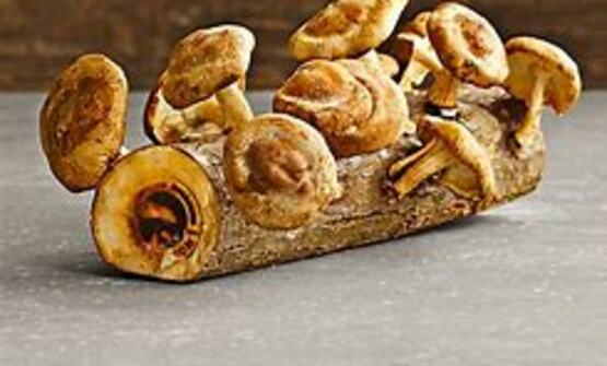 Log-grown mushroom