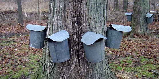 Maple buckets on tree