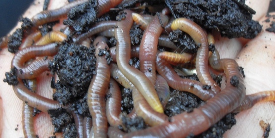 A handful of healthy worms coming out of coffee compost; vermicomposting