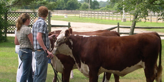 Teens with cows at the Suffolk County Farm and Education Center