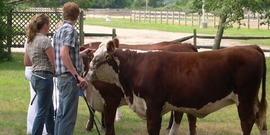 Teens with cows at the Suffolk County Farm and Education Center