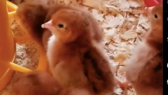 Picture of baby chickens