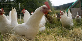 chickens, near their coop and surrounded by electrified poultry netting