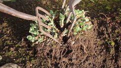 dividing perennials