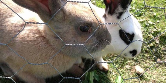 Cornell Cooperative Extension | 4-H Rabbit Program