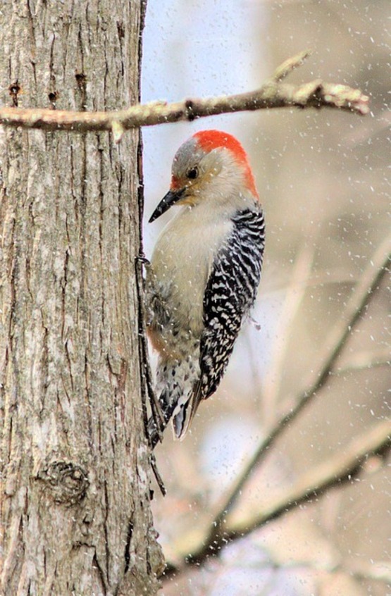 woodpecker bird winter snow