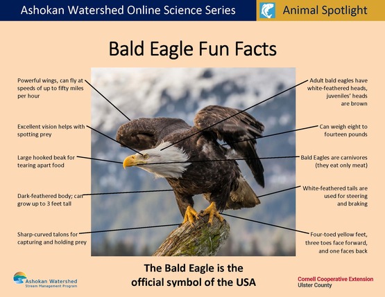 Parts Of An Eagle s Body Parts Of An Eagle s Body