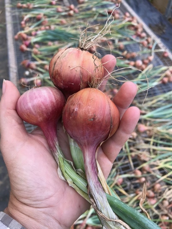 Cornell Cooperative Extension SOLD OUT Garlic, Alliums, and Shallot Sale